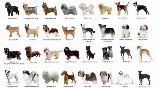 breeds-of-dogs.jpg